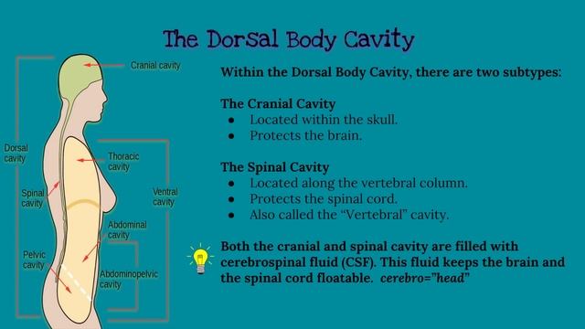 CHAPTER 1 Introduction to Anatomy and Physiology смотреть онлайн