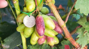 формы Калугина В .М на моём участке.