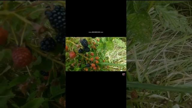 Ежевика ремонтантная Агавам обильно плодоносит.Ежевика садовая.ЗРЕЛЫЕ ЯГОДЫ ЕЖЕВИКИ Агавам смотреть онлайн