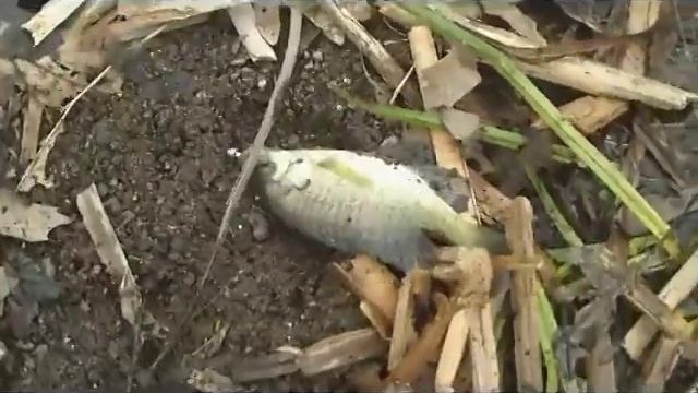 Surprising Results: BERKLEY Gulp! Outperforms LIVE BAIT смотреть онлайн