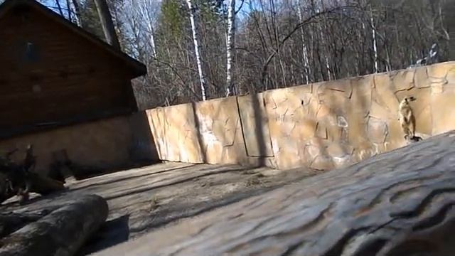 ИНТЕРЕСНЫЕ ЗВЕРЬКИ. СУРИКАТЫ. смотреть онлайн