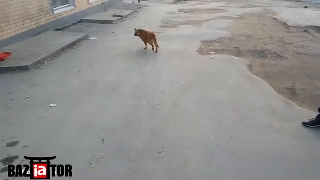 Ультразвуковой отпугиватель собак в ИМ Baziator.ru