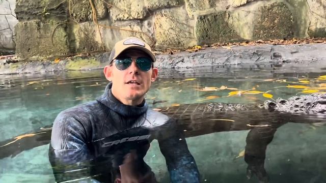 Gator vs python! Who wins? смотреть онлайн