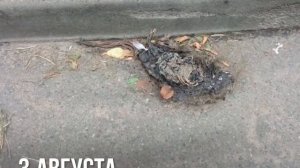 Как разлагалась крыса в Жодино слабонервным не смотреть