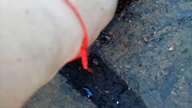 ВАЗ 2102. СНЯЛ ЛИНОЛЕУМ С ПОЛА, А ТАМ... смотреть онлайн