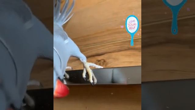 Parrot was so amazed on his self смотреть онлайн