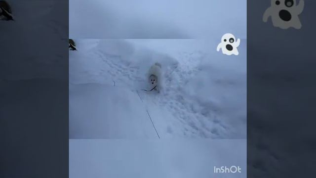 Японский шпиц Тик-так просится гулять)) смотреть онлайн
