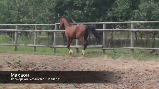 Махаон - мерин тракененской породы смотреть онлайн