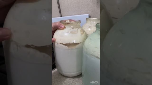 Делаем жирный творог из цельного молока!
