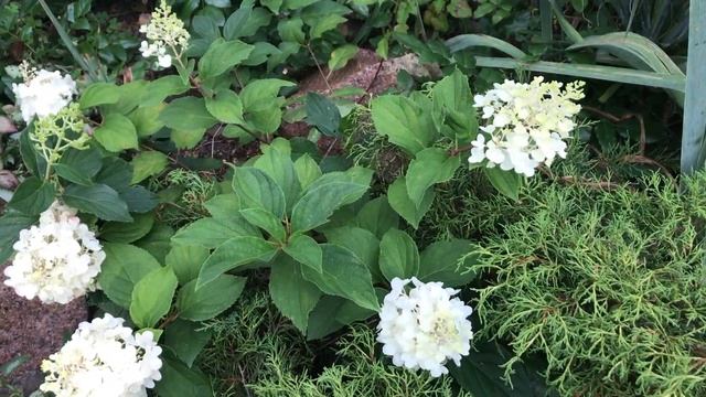 Метельчатая гортензия//Августовское цветение//Советы и рекомендации смотреть онлайн