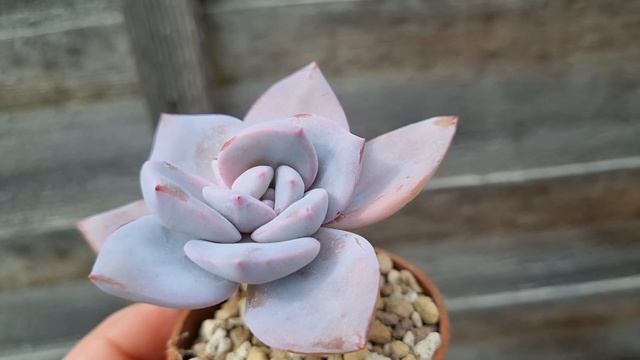 Echeveria Missing You