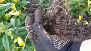 ЭНОТЕРА (Вечерняя примула, Лунник, Ночная красавица). Размножение.