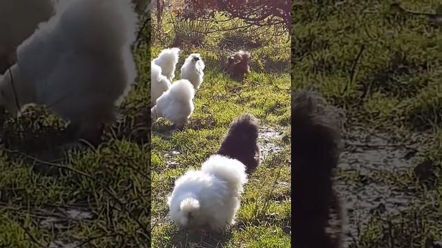 куры шелковые китайские шелковистые куры смотреть онлайн