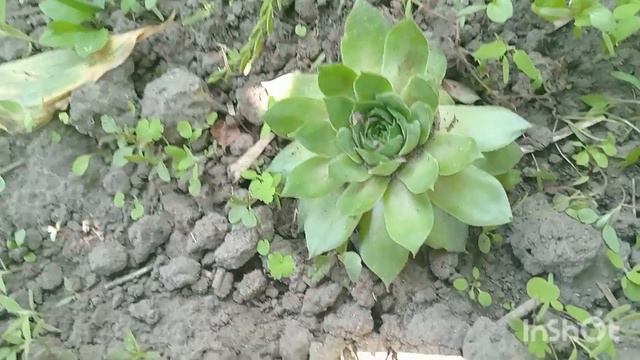 сільський будень, я як робот, але саджу квіти смотреть онлайн