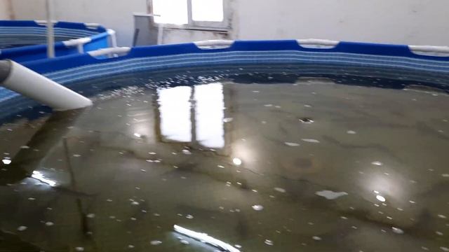 разведение осетра в узв, ошибки допущенные при установке узв смотреть онлайн