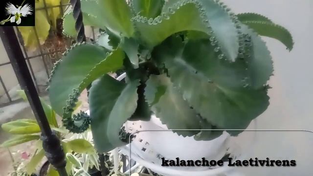 CUIDADO Y CULTIVO DE LA Suculenta Kalanchoe Laetivirens, Mi diario de Jardin смотреть онлайн
