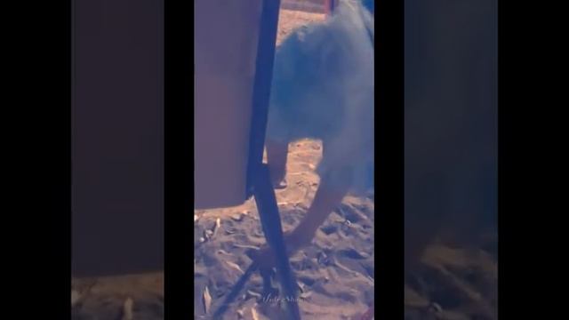 Настоящий Ангел...* смотреть онлайн
