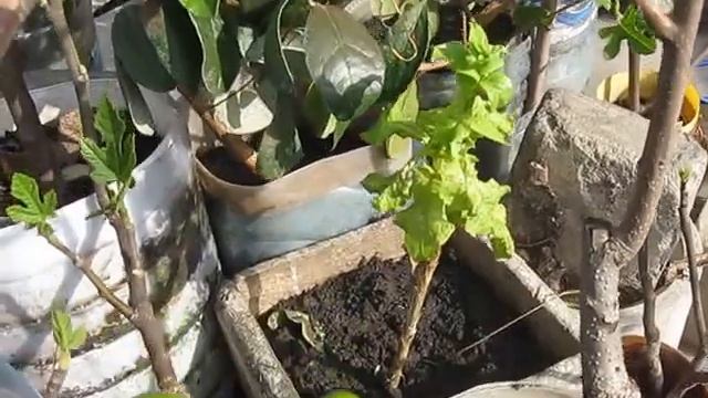 Яблони в горшках смотреть онлайн