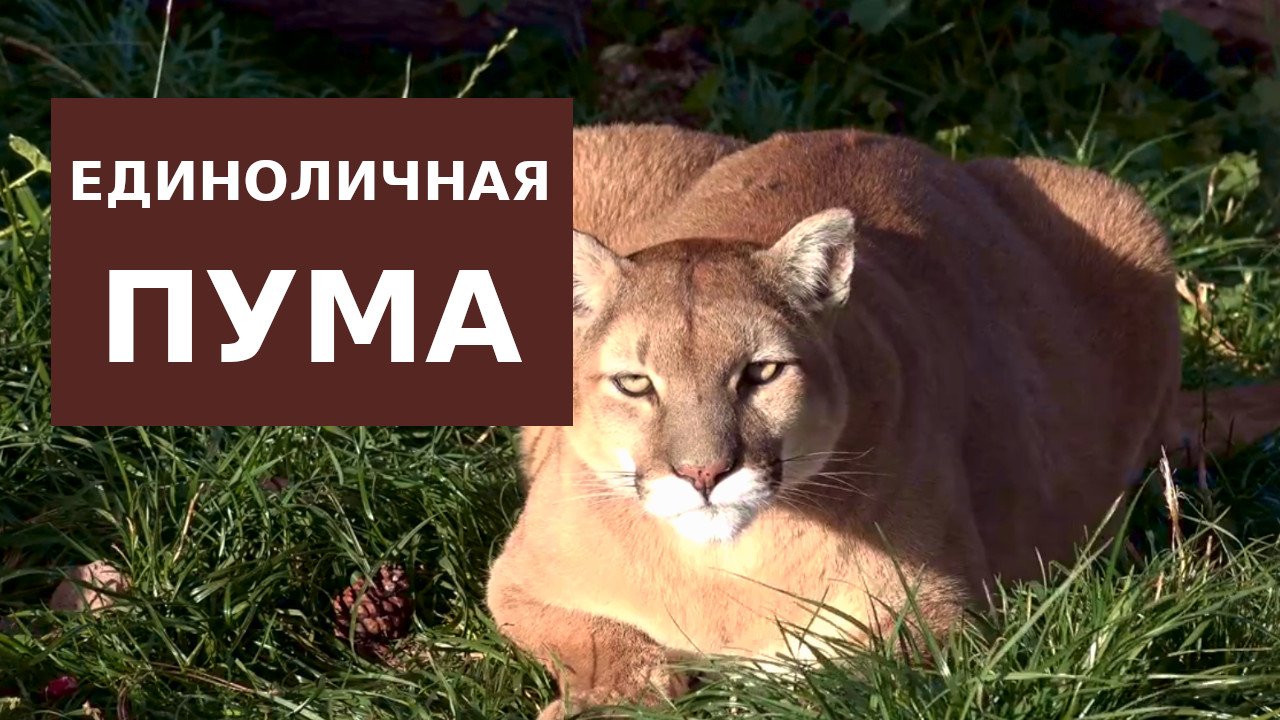 Самостийная Пума