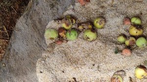 ЧЕМ ЛУЧШЕ ВСЕГО КОРМИТЬ БЫКОВ СУХИМ ИЛИ ЗАПАРЕНЫМ/ОТКОРМ БЫКОВ НА МЯСО