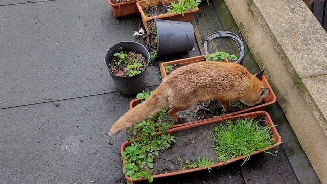 Лис одно яичко съел, а второе ...? смотреть онлайн
