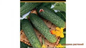 Огурец обыкновенный Бастион F1 (bastion f1) ? Бастион F1 обзор: как сажать, семена огурца Бастион F