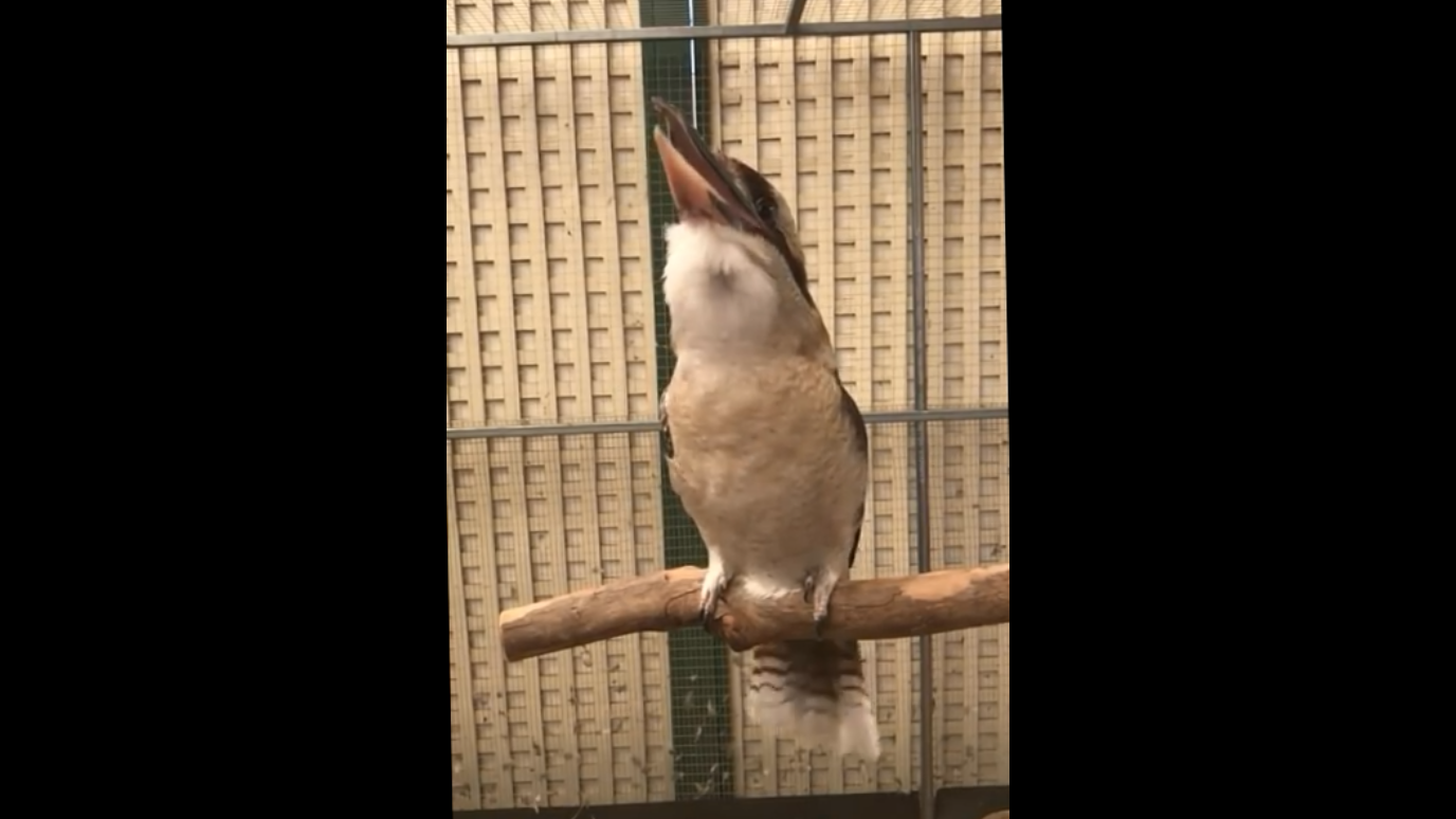 Кукабара — птица, которая смеется как злодеи из фильмов ужасов смотреть онлайн