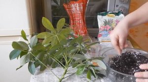 Как размножать шеффлеру? ☀️? Метод размножения черенками.