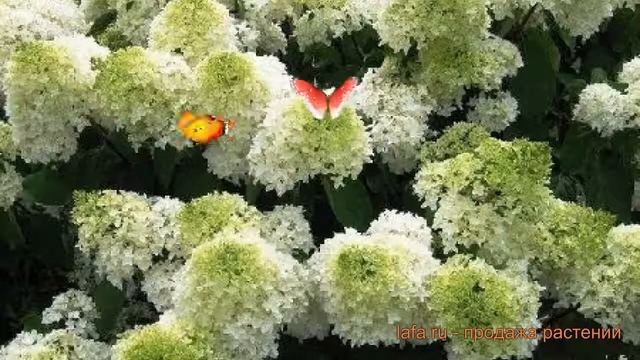 Гортензия метельчатая Литл Лайм ? обзор: как сажать, саженцы гортензии Литл Лайм смотреть онлайн