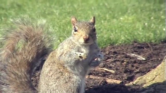 Breaking News : Statue of Liberty Stolen!!! смотреть онлайн