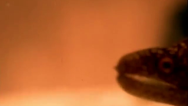 Nine Inch Nails - Closer смотреть онлайн