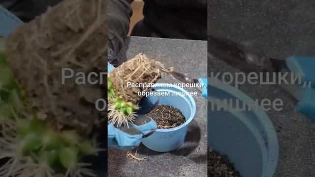Купила эхинокактус грузони и сделала красоту! смотреть онлайн