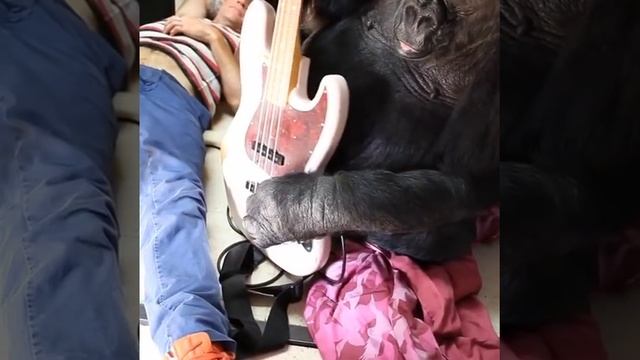 Flea & Koko [The Gorilla Foundation] смотреть онлайн