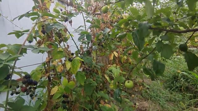 Продажа участка Софиевская Борщаговка ул. Парникова смотреть онлайн