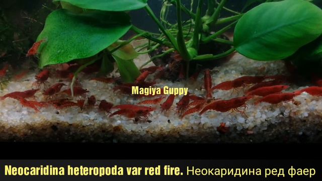 Неокаридина ред фаер. Neocaridina heteropoda var red fire. смотреть онлайн