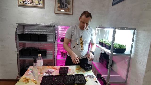 Микрозелень дома - Капуста краснокачанная - фиолетовая. Как вырастить микрозелень? смотреть онлайн