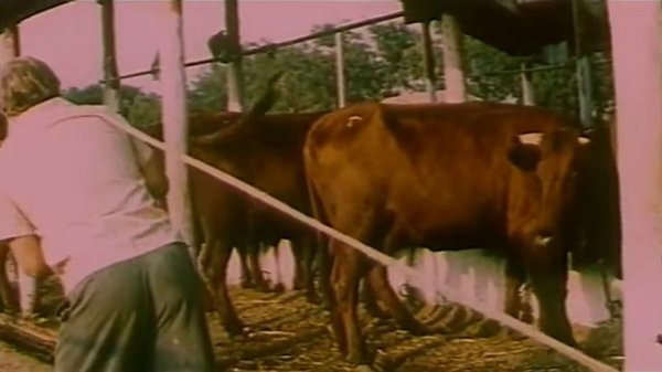 1974 Прощайте фараоны