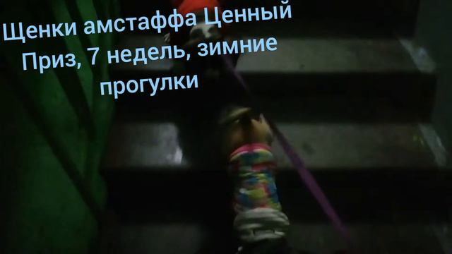 Малыши 50 дней, снежные прогулки, амстаффы Ценный Приз. смотреть онлайн