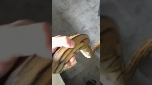 reticulated python смотреть онлайн