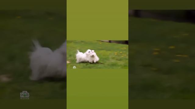 #maltipoo #мальтипу #минисобачки #maltese #питомник #dogs #щенки #puppy смотреть онлайн