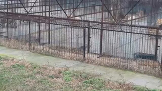 Парк львов Тайган.Левикам летят угощения, спасибо Дмитрию из Краснодара. смотреть онлайн