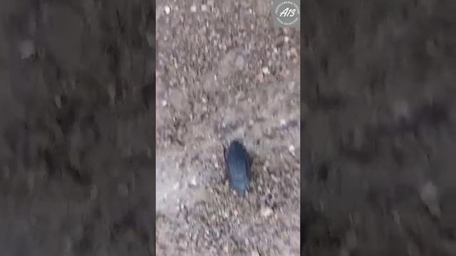 Мастерская_А13 История букетика с русских полей. смотреть онлайн