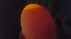 Овоскопирование гусиных яйц. 10 день инкубирование