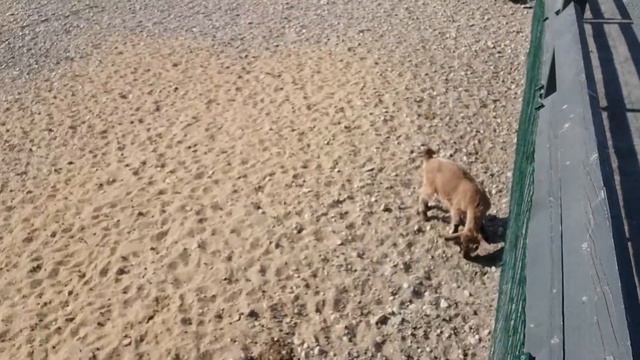 Таллинский зоопарк. смотреть онлайн