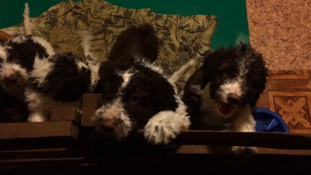 Щенки испанской водяной собаки, 2,5 месяца смотреть онлайн