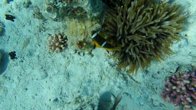 Обитатели Красного моря - амфиприоны охраняют свою территорию. Отель Pyramisa Sahl Hasheesh. смотреть онлайн