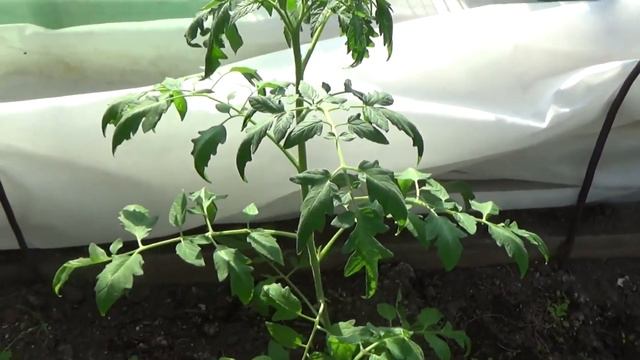 Томаты лежат, пора подвязать и как? смотреть онлайн