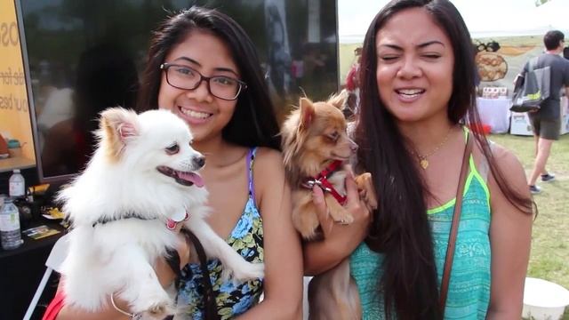 Ripple Effect Marketing - Woofstock 2016 - Pedigree DentaStix смотреть онлайн