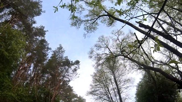 Ислочь. Тренировочный сплав перед "Налибоки 2021". смотреть онлайн