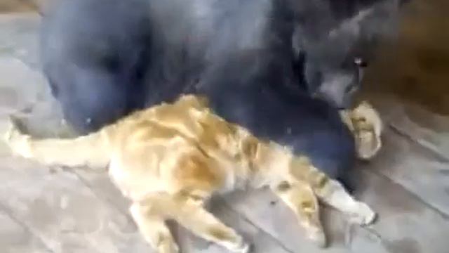медведь и кот - друзья. смотреть онлайн
